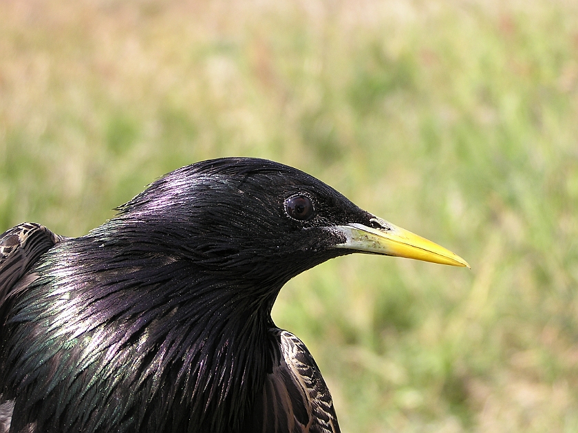 Common Starling, Sundre 20080602